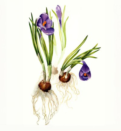Purple Crocus – Crocus vernis