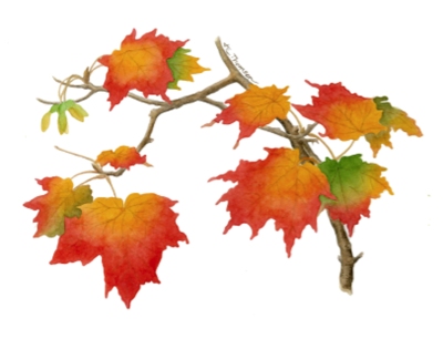 Acer saccharum