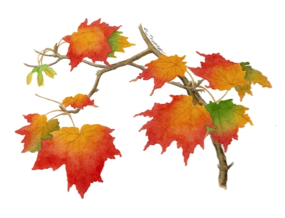 Acer_saccharum