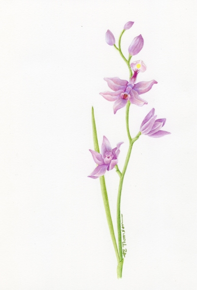 Calopogon pulchellus