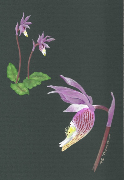 Calypso bulbosa  #1