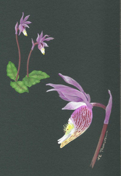 Calypso-bulbosa-composite-1