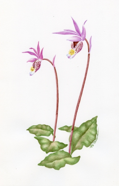 Calypso bulbosa