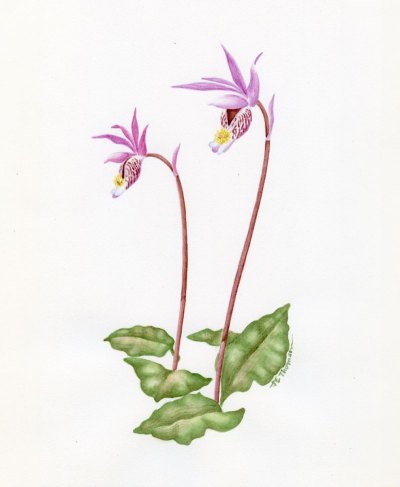Calypso bulbosa #2