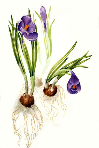 Crocus sativus