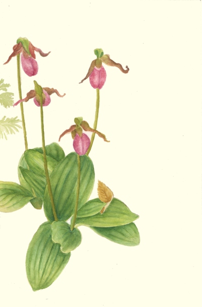 Cypripedium acaule