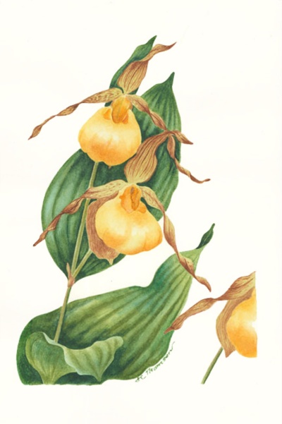 Cypripedium parviflorum