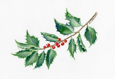 Holly branch