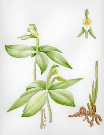 Isotria Medeoloides