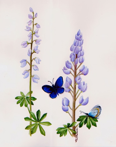 Lupinus perennis