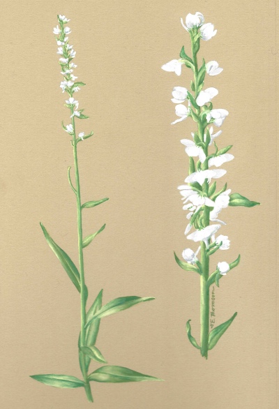 Platanthera dilatata