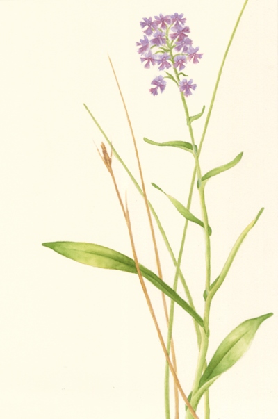 Platanthera grandiflora