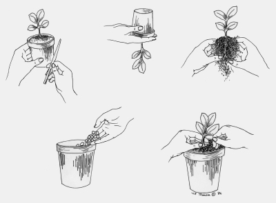 Repotting a Plant