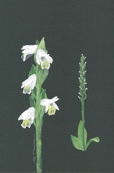 Spiranthes-lucida