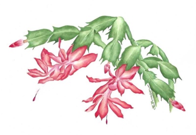 Christmas Cactus