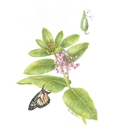 Aesclepias syriaca (Common Milkweed)
