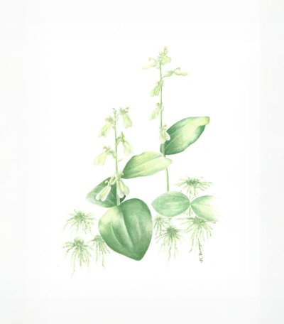 Neottia convallarioides  (Broad-lipped Twayblade)