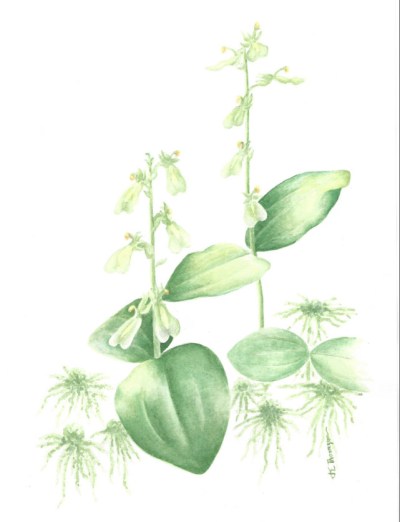 Neottia Convallarioides  (Broad-lipped Twayblade)