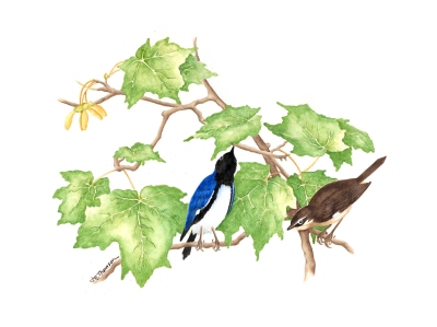 Black-Throated Blue Warblers on Sugar Maple