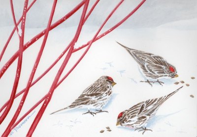 Common Redpolls    <i>Carduelis flammea</i>