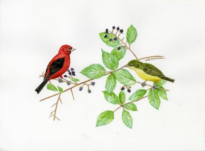 Scarlet Tanager - Piranga olivacea