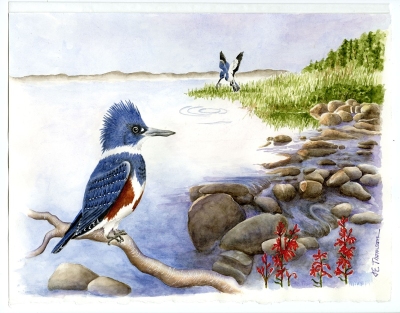 Belted Kingfisher - Ceryle alcyon