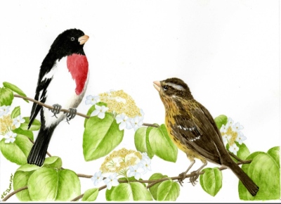 Rose-Breasted Grosbeak - Pheucticus ludovicianus