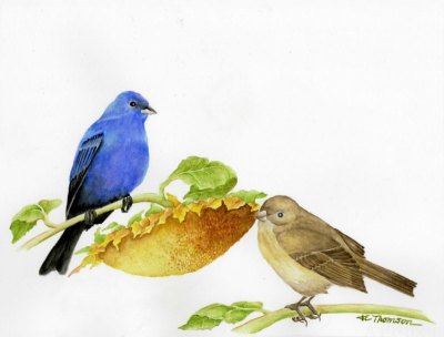 Indigo Bunting - Passerina cyanea
