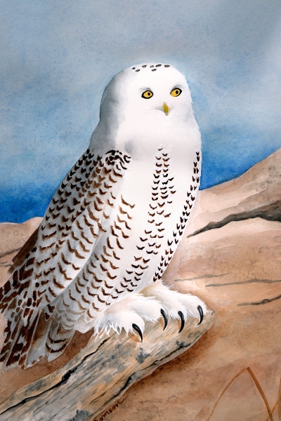 Snowy Owl - Nyctea scandiaca