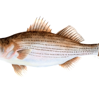 Striped Bass - Morone saxatillis