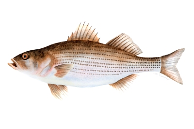 Striped Bass - Morone saxatillis