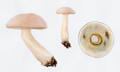 Boletus pallidus