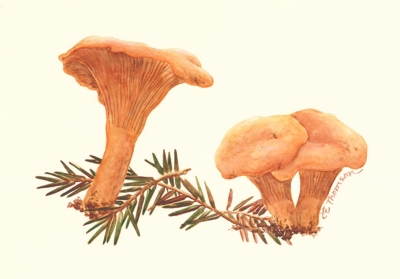 Cantharellus cibarius