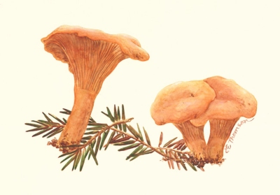 Cantharellus_cibarius