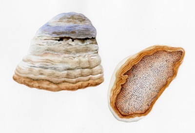 Fomes fomentarius