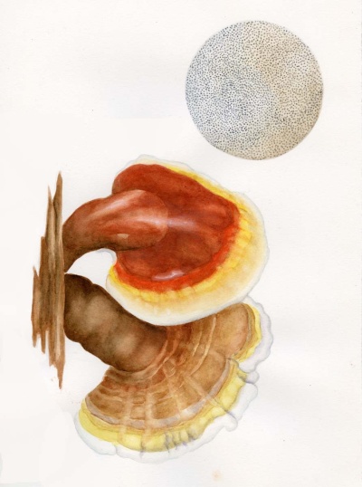 Ganoderma lucidum