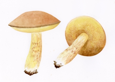 Leccinum subglabripes