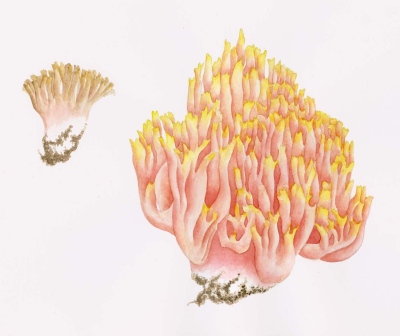 Ramaria formosa