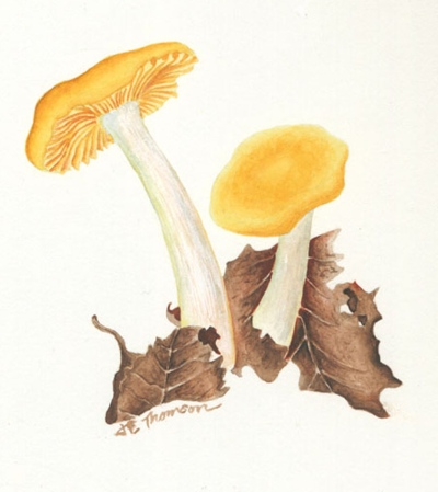 Russula lutea