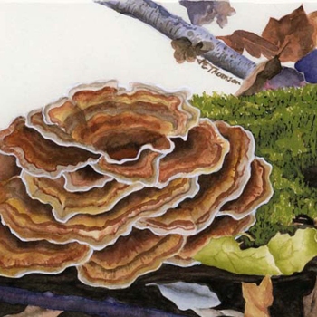 Trametes versicolor