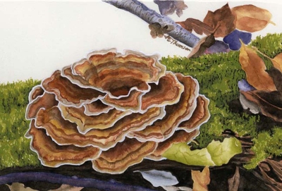 Trametes versicolor