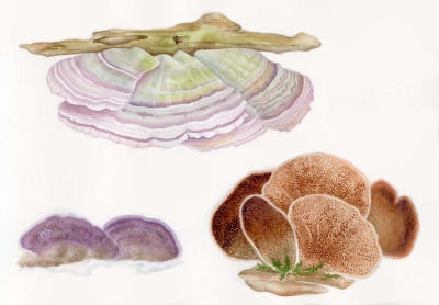Trichaptum biforme
