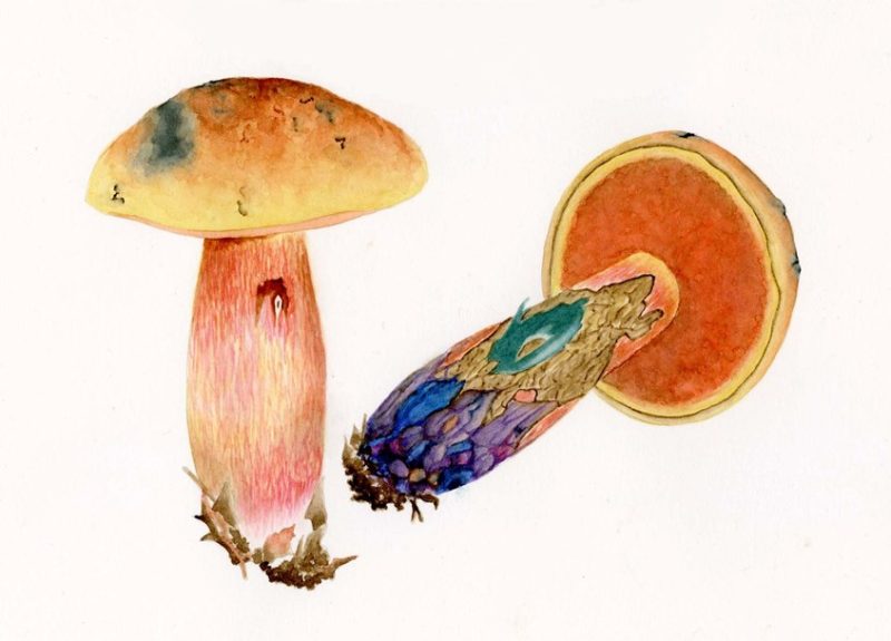 Boletus subvelutipes