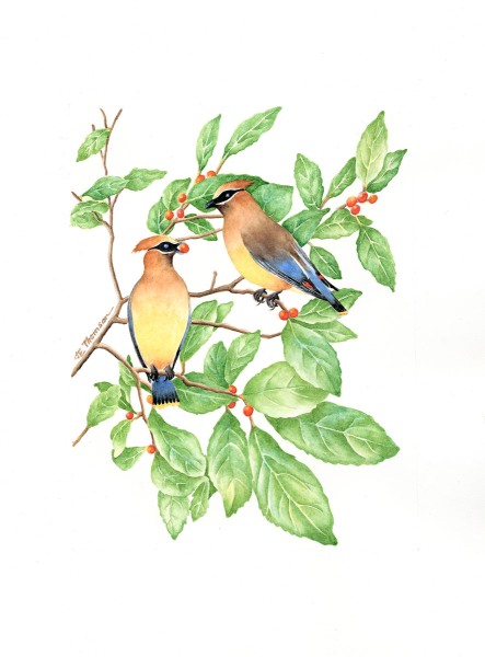 Cedar Waxwings on Winterberry