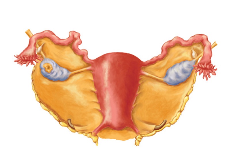 Uterus anatomy