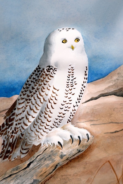 Snowy Owl