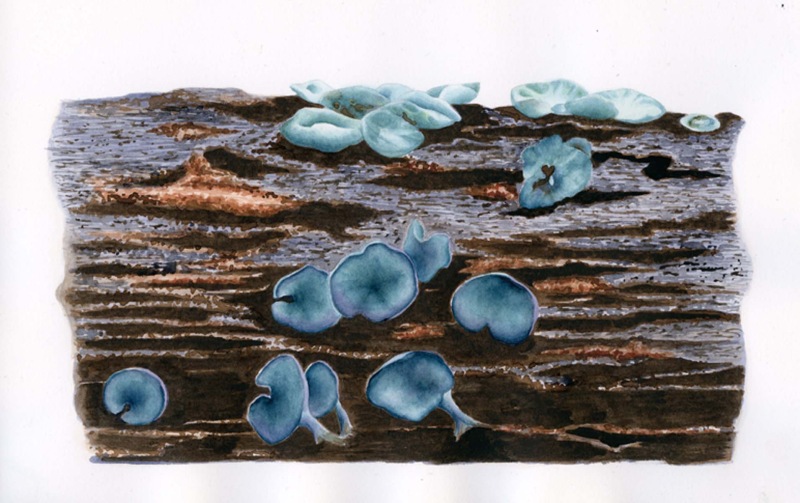 Chlorociboria aeruginascens