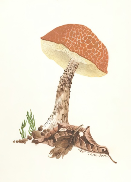 Leccinum insigne