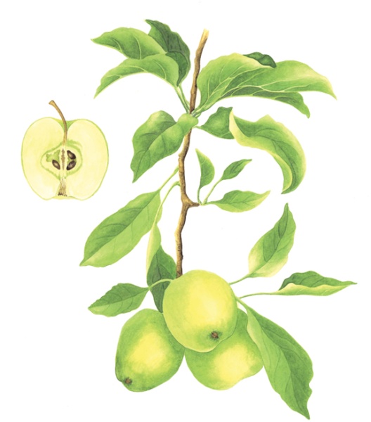 Malus domestica