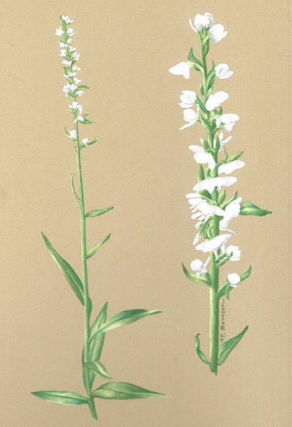 Platanthera-dilatata